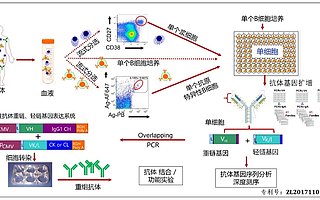 泰诺麦博完成近 7 亿元 A+ 轮融资，推进天然全人源抗体新药管线产业化
