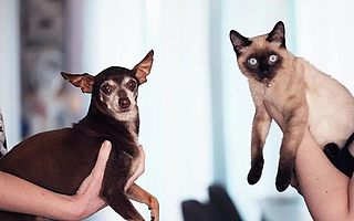 北上廣養(yǎng)貓，小縣城養(yǎng)狗