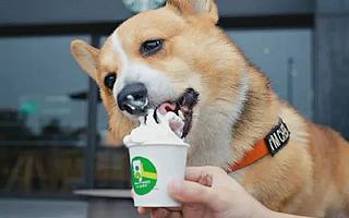 宠物餐厅，真的会“受宠”吗？