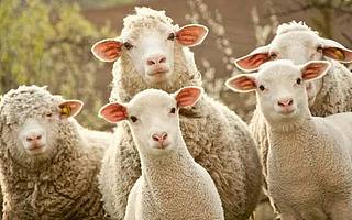 連騙子的羊毛都薅，這屆年輕人為了省錢有多狠