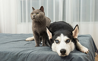 3000亿元宠物经济的背后乱象：猫的子宫、身体与生命，全都是钱