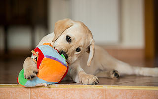 貓貓狗狗的千億市場背后，誰能成為中國寵物行業的Chewy？