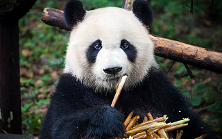 真香的熊猫IP，能在动物园之外造出新文化吗？