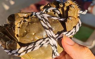 社交硬通貨、千億大市場，為何就找不出下一個“陽澄湖”？