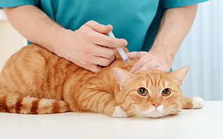 给“毛孩子”治病，宠主们能接受多少钱？