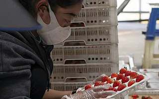 “高山鮮”草莓提前上市背后，盒馬持續發力基地直采