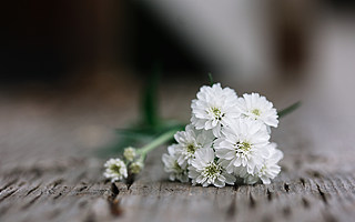 互联网让殡葬产业不神秘