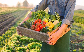 菜價(jià)漲到上天，菜農(nóng)卻血本無歸：冰雪兩重天背后，錢都被誰賺走了？