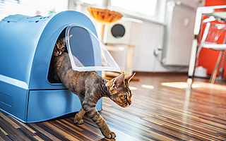 宠物智能产品如何做到从“可用”到“好用”，成为爆款？