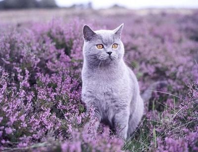 一只沙特尔蓝猫从韶关托运到深圳的过程!-创头条