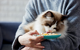 這屆貓狗又造出一個IPO