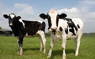 认养一头牛IPO背后：三流地产商如何靠养牛玩出百亿财富？