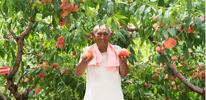 电商兴桃打造乡村振兴新样本