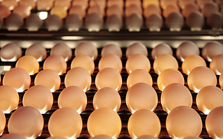北交所将“蛋”生首家外资IPO，为联合利华、百胜等供应蛋制品