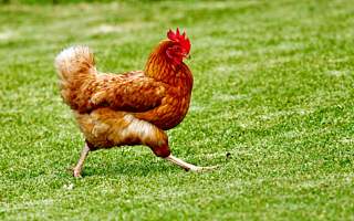 全國最會(huì)吃雞的地方,靠它造就“百億產(chǎn)業(yè)”