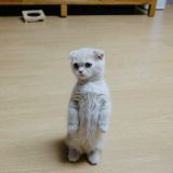 吴有仁