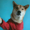真实谎言
