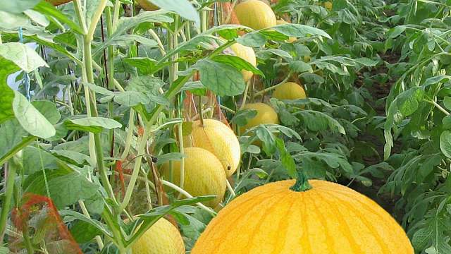 优质小果型西瓜系列新品种培育与高效栽培技术研发