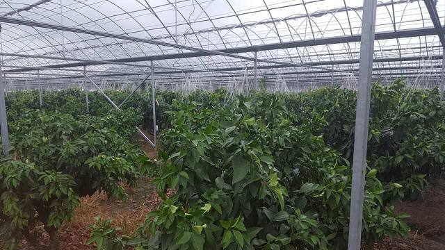 红美人柑橘设施栽培技术