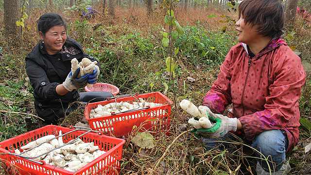 冬荪野生菌株驯化及林下标准化栽培技术研究与示范