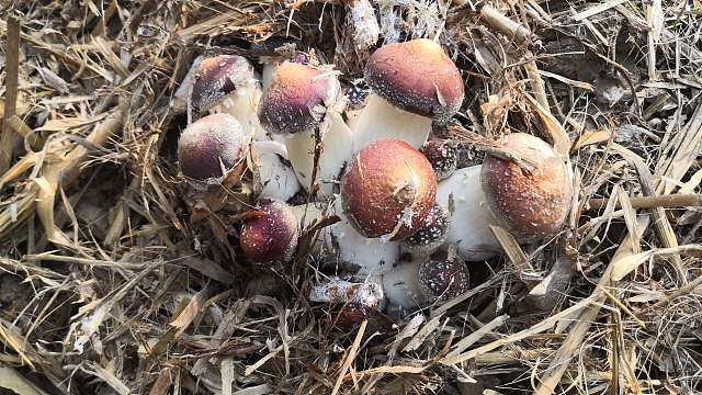 赤松茸与精品西瓜轮作改良温棚土壤
