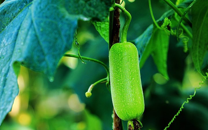 "白关丝瓜"提质增效项目