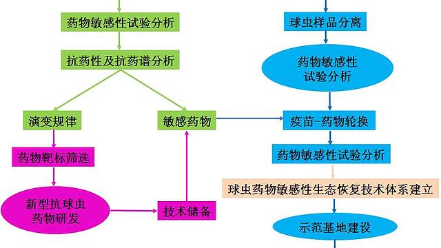 鸡球虫抗药性控制关键技术