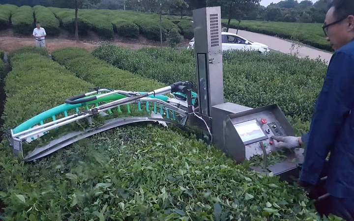 日本采茶机器人图片