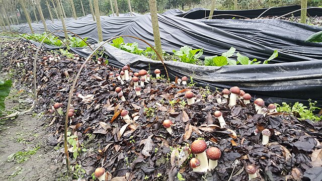 林下食用菌高效栽培技术