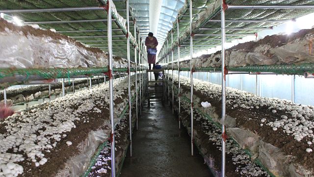 隧道发酵料周年化生产双孢菇技术推广项目