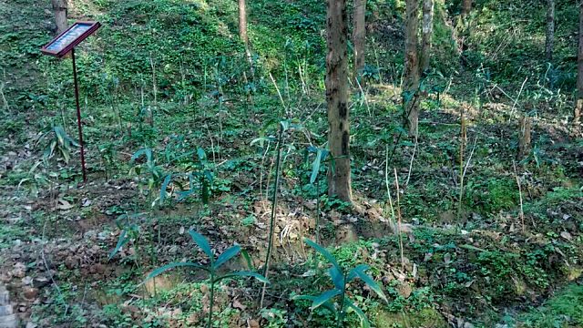 中药材林下标准化种植示范