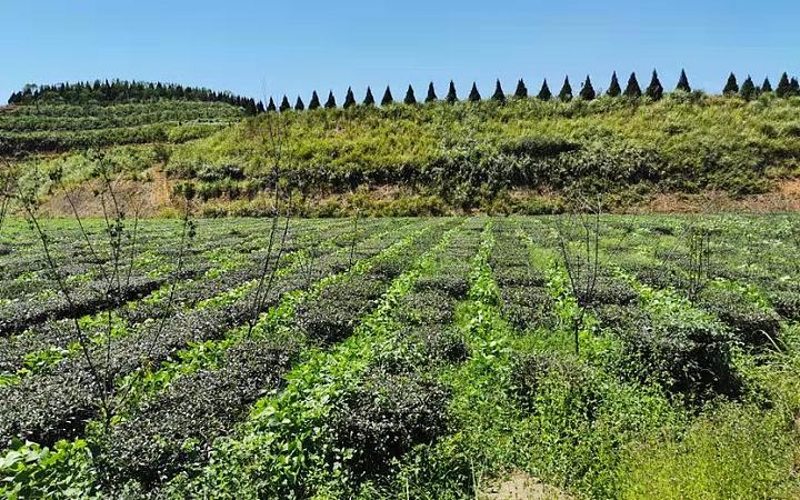 公司主营茶树种植,茶叶加工,销售;生态茶庄园建设,休闲农业旅游资源