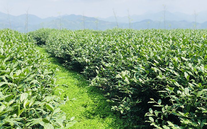 公司主营茶树种植,茶叶加工,销售;生态茶庄园建设,休闲农业旅游资源