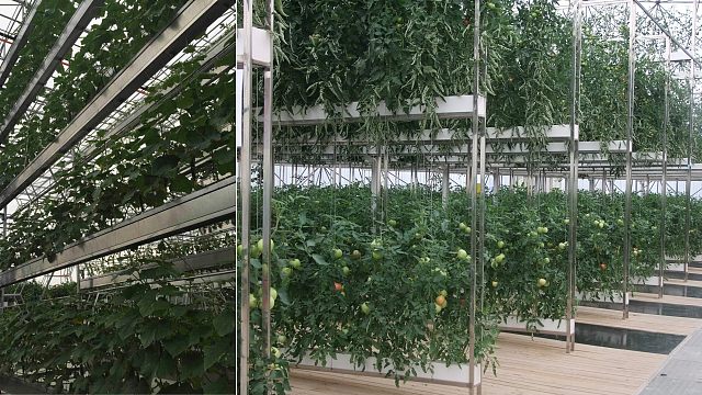 果蔬数字农业种植系统