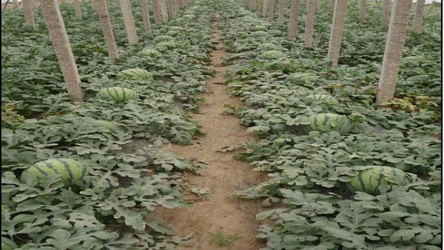 中果型西瓜大行距简约化栽培技术