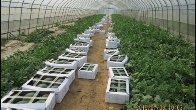 西瓜大棚一种多收（长季节）栽培技术