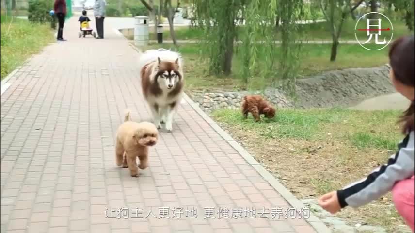 好狗狗基于移动互联网提供宠物综合服务