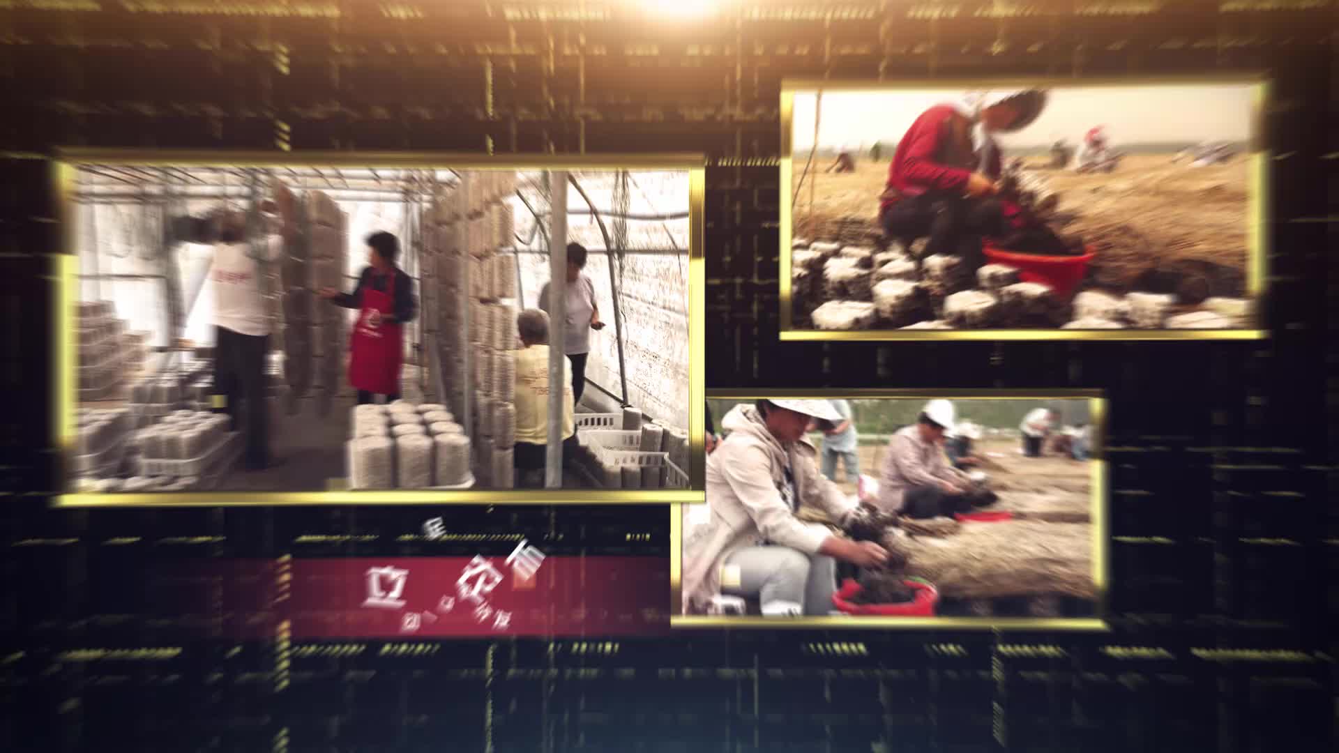 吊袋木耳大棚高效生产技术集成