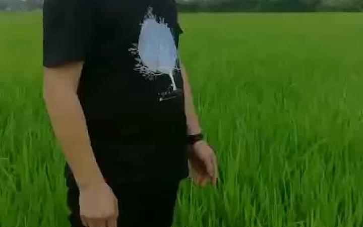 碳纳米农药增效助剂的研究与产业化