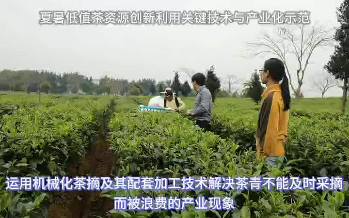 夏暑低值茶资源创新利用关键技术与产业化示范